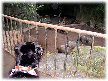 �u�����͂��̂�������̂��Ƃ��ˁB�v