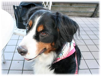 �΁[�Ɂ[�����т��ς܂�����B