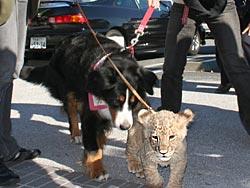 �u�҂��āA�҂��ā`�I�v