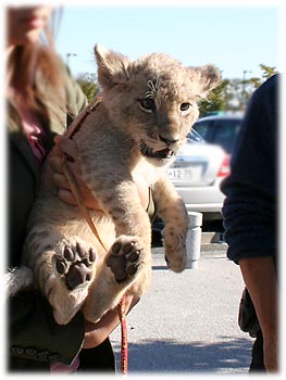 ���킢�����C�I���̐Ԃ����