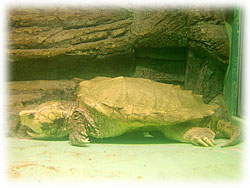 �K�����̃��f������B