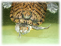 �߂��Ȃ��[���I