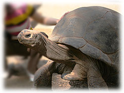 �������傫����B