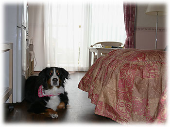 �u�����ł͂����q����B�v