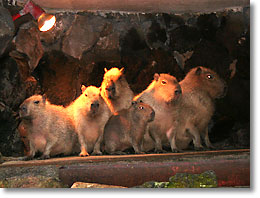 �J�s�o���̐e�q