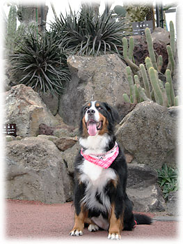 �u�傫�ȃV���{�e���������ς�����B�v