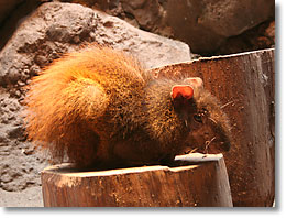 �n���l�Y�~