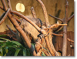 �i�}�P���m