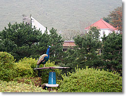 �F�����ꂢ�ȍE���B