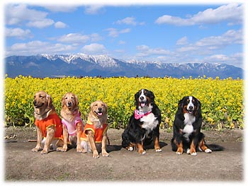 �؂̉Ԕ��̒��ŁE�E�E�B