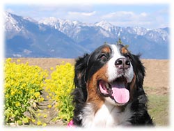 �؂̉Ԕ��̂΁[�Ɂ[