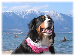 �H���R�Ƃ΁[�Ɂ[