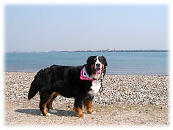 �Ȃ��������Ƃ΁[�Ɂ[