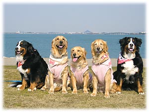 �Ȃ��������ɂĥ���B