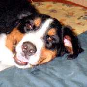 「ふん、ふん、ん?、ぶひっ。えっ、何?」