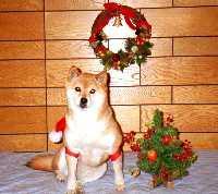 �������͌��C�ł���B