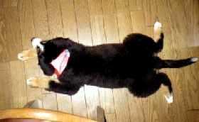 �傫���Ȃ�Ƃł��Ȃ��Z