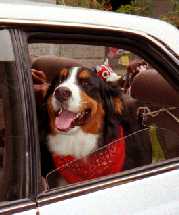 ��[���A�ǂ������́H