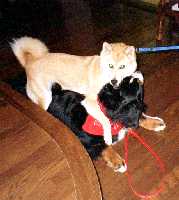 �u�͂��͂��A�������B�v