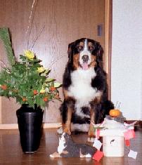 ���N����낵�����肢���܂��B