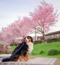 �t�̉��ΐ�͔������B