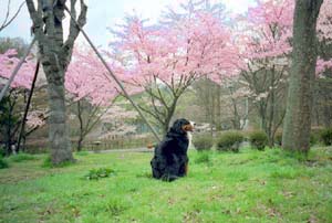 �t�͂����Ȃ��`�B