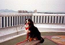 ��R���ʂ�]��ŁB