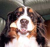 X'mas Present�ɂ�������K�������킦�Ă���