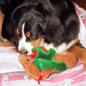 �s���[�s���[�����Ă���E�E�E�B�y���y��