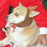 ���������g�i�J�C����