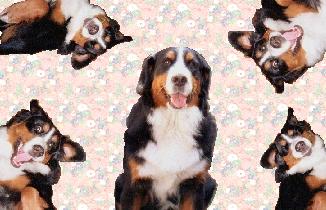 �����܂��Ă��߂łƂ��������܂��B