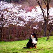 �����A�����G�߂�Ȃ��B�ق�܂ɁB