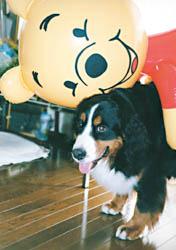 �Ȃɂ����˂�ȁA�ق�܂ɁE�E�E�B�������B