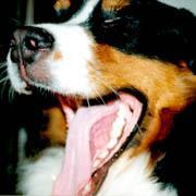 �ӂ����`�����E�E�E�B