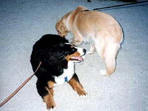 �u���񂭂�B��񂱂̂����A�B�v