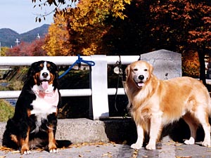 �u�΁[�Ɂ[�́A�~�ɂȂ�ƌ��C���ˁB�v