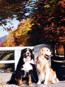 �u�������A�e�����Ⴄ�B�v