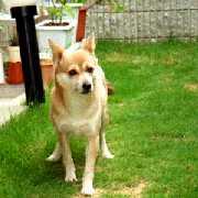 �]�T�̃T��