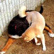 �Q�C�ł��邮��