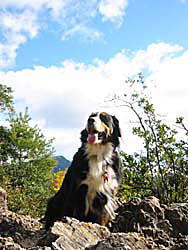 ���R�̏�ɂ�񂱂������I