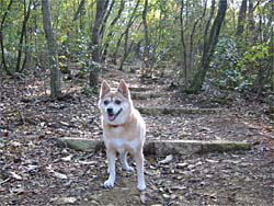 �u����΂��ēo�邼���B�v