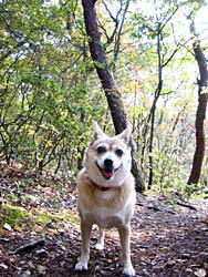 �ɂ��₩�`�I