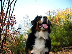 �ǂ������邭���K�I