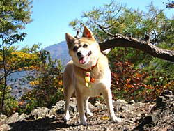 �����炵��������I