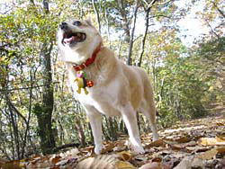 �������������V�C�I